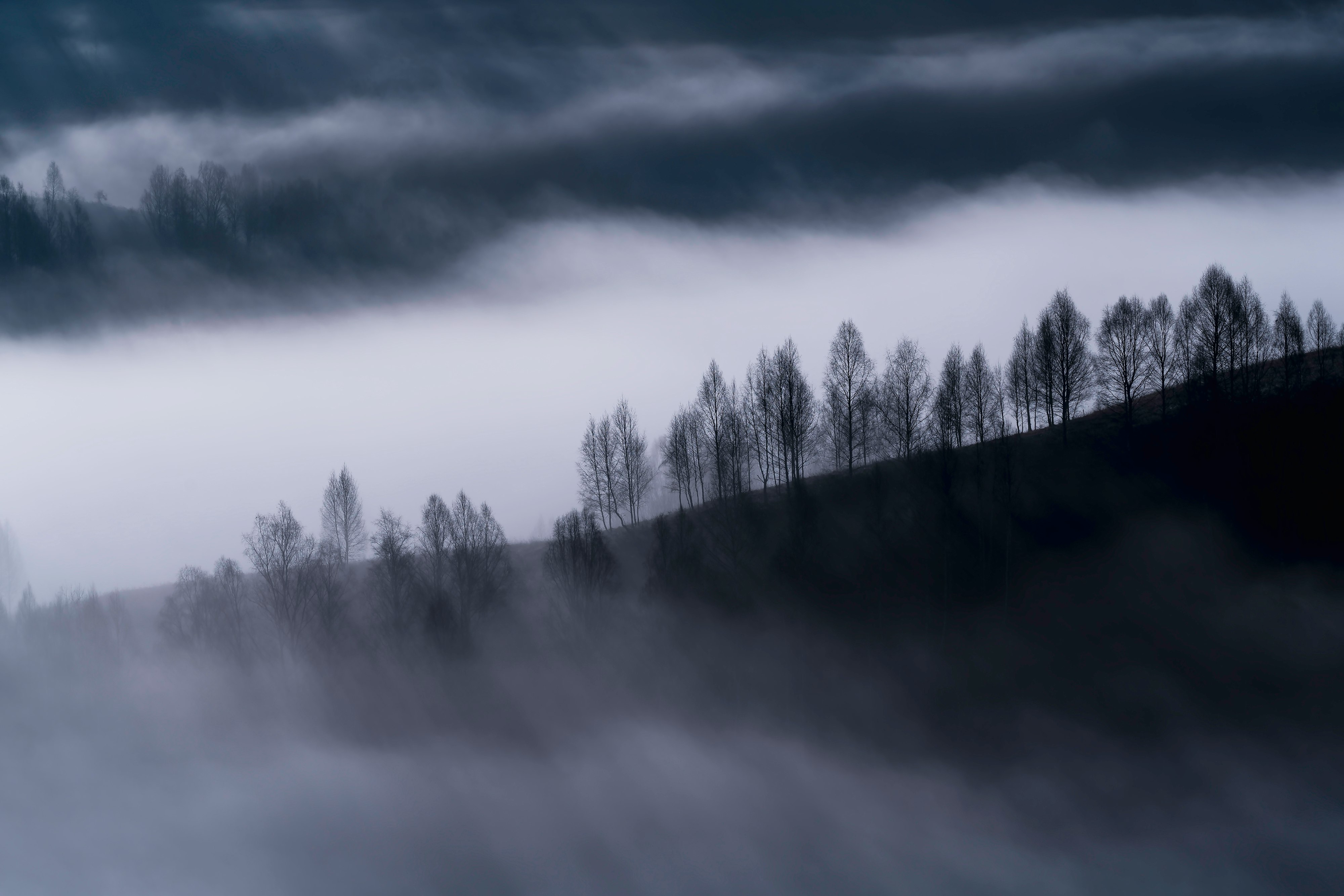 trees on slope during foggy weather